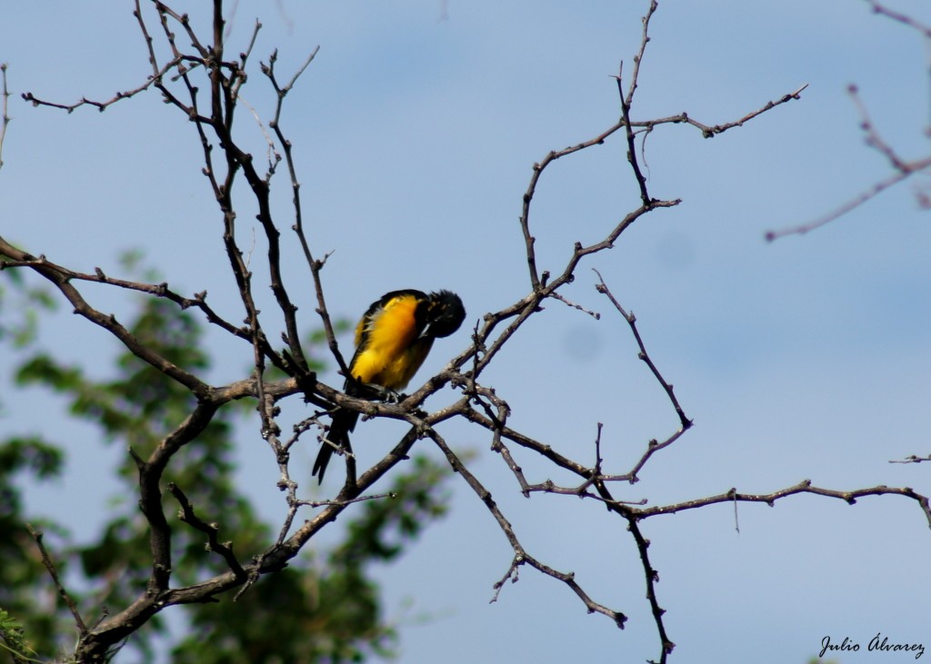 Black-vented Oriole - Julio Alejandro Alvarez Ruiz