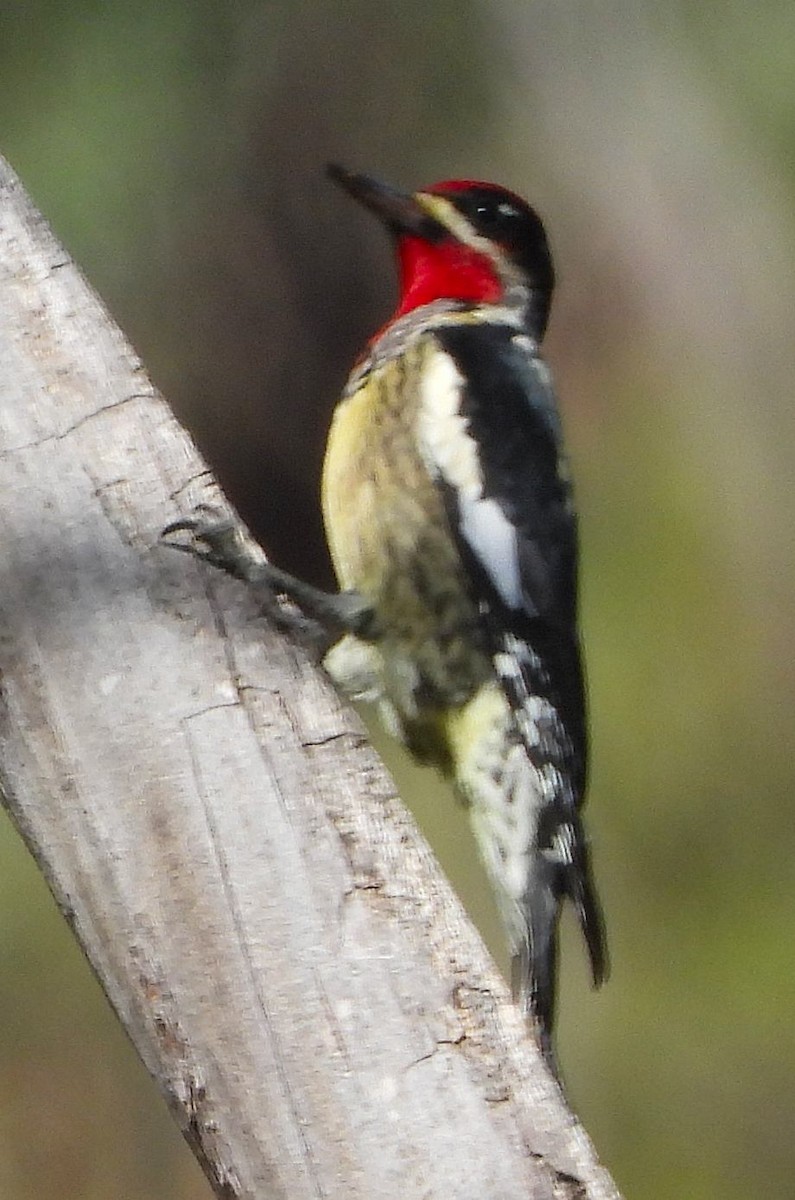 Red-naped Sapsucker - ML624283695