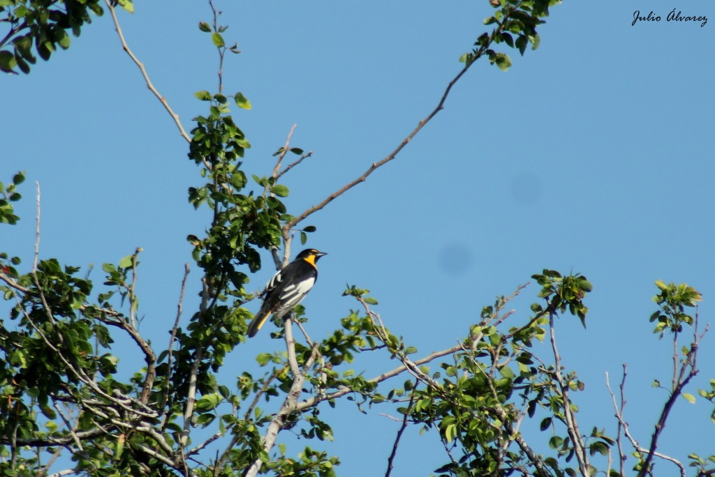 Black-backed Oriole - ML624283701