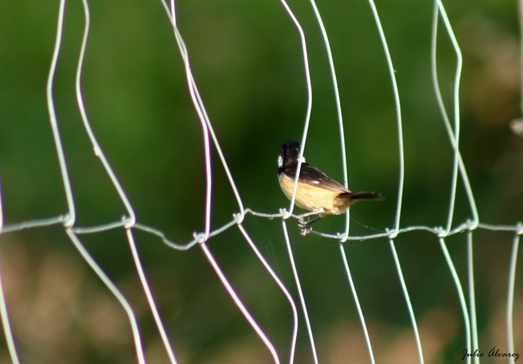 Cinnamon-rumped Seedeater - ML624283712