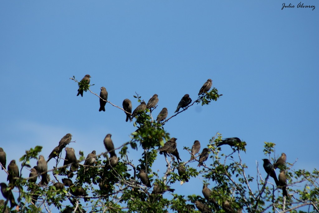 Brown-headed Cowbird - ML624283717