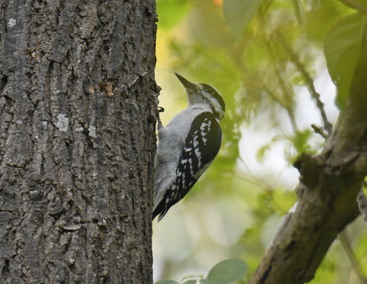 Hairy Woodpecker - ML624283726