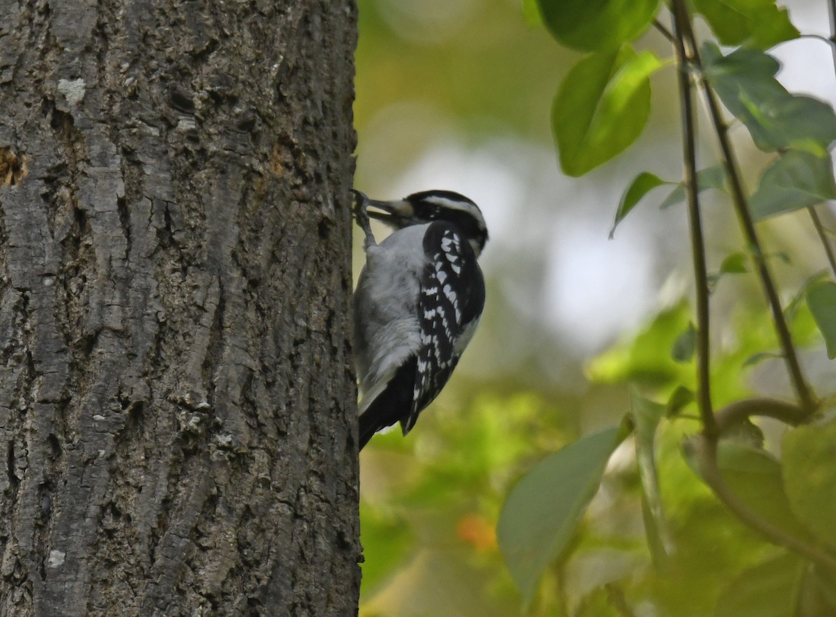 Hairy Woodpecker - ML624283727