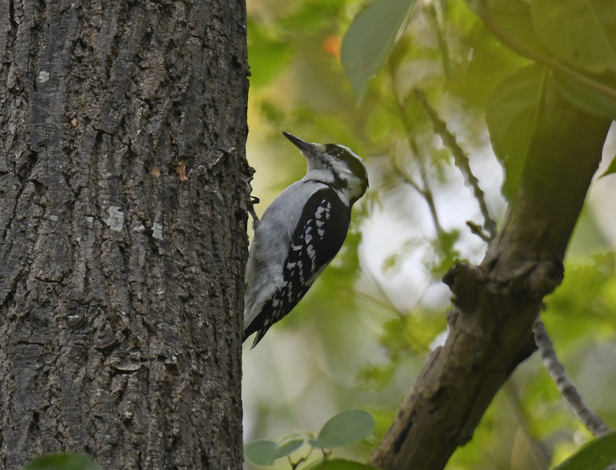 Hairy Woodpecker - ML624283728