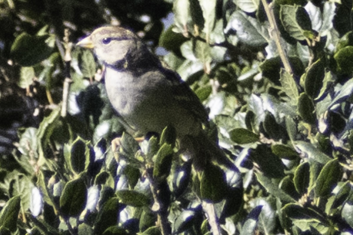 White-crowned Sparrow (Yellow-billed) - ML624283763