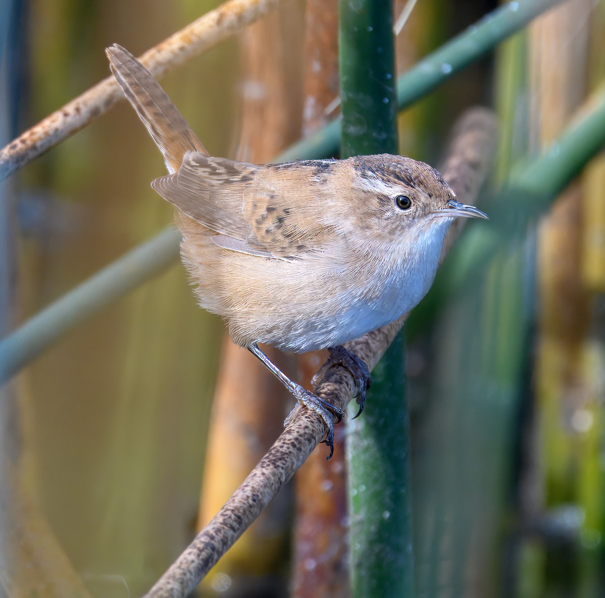 Marsh Wren - ML624283787