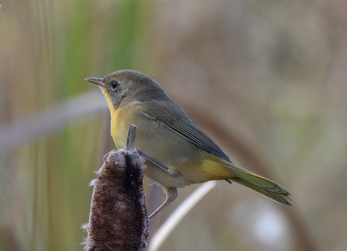 Common Yellowthroat - ML624283820