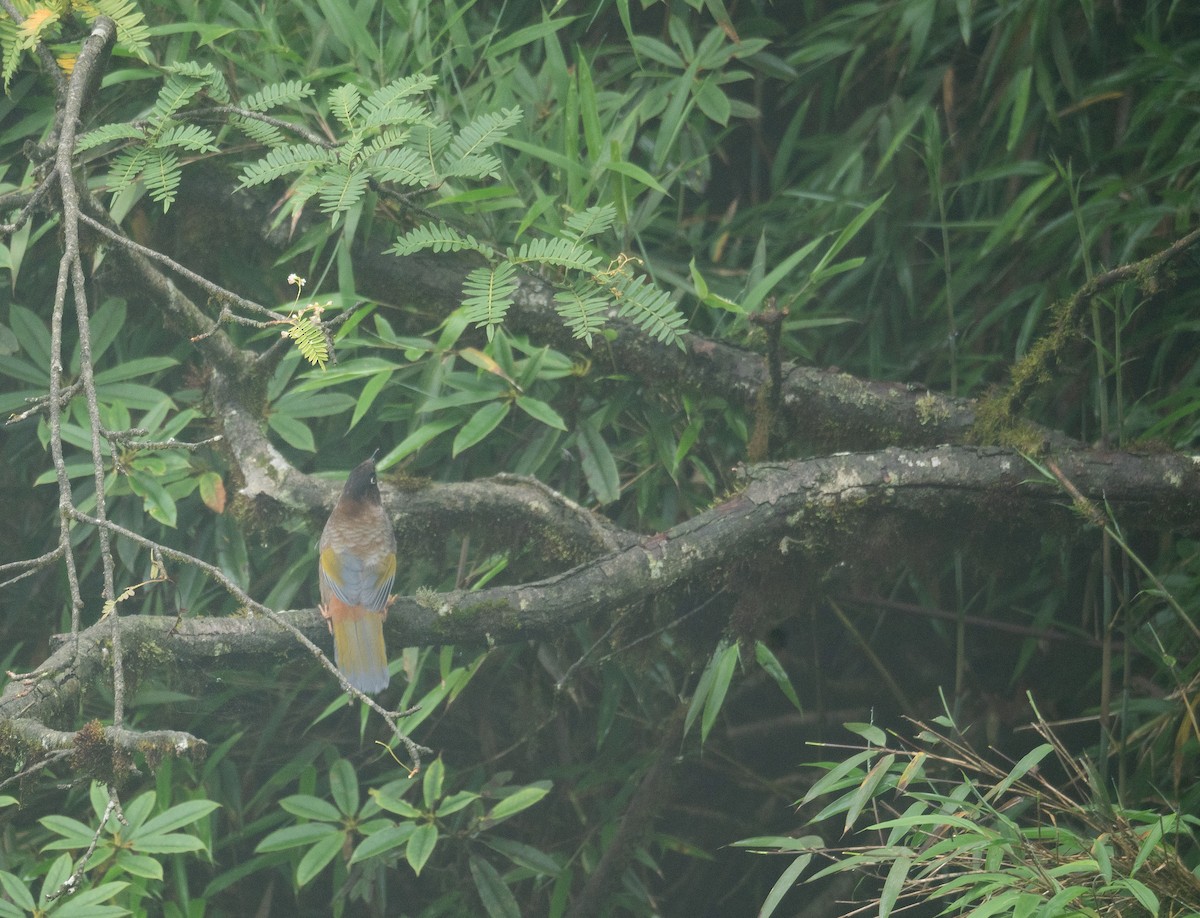 Black-faced Laughingthrush - ML624283913