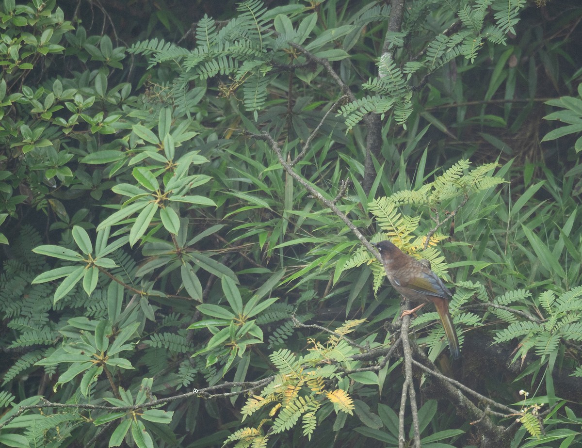 Black-faced Laughingthrush - ML624283914