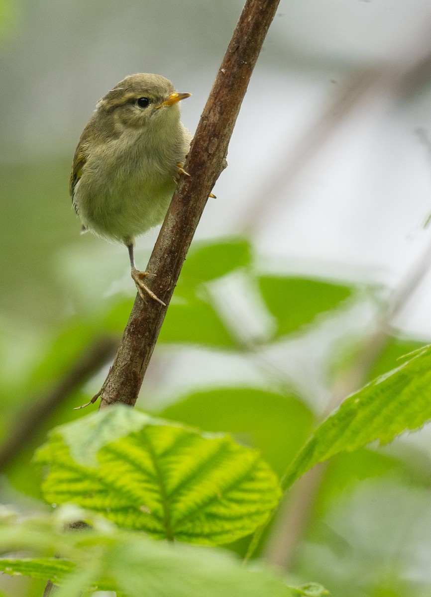 Buff-barred Warbler - Kevin Gong