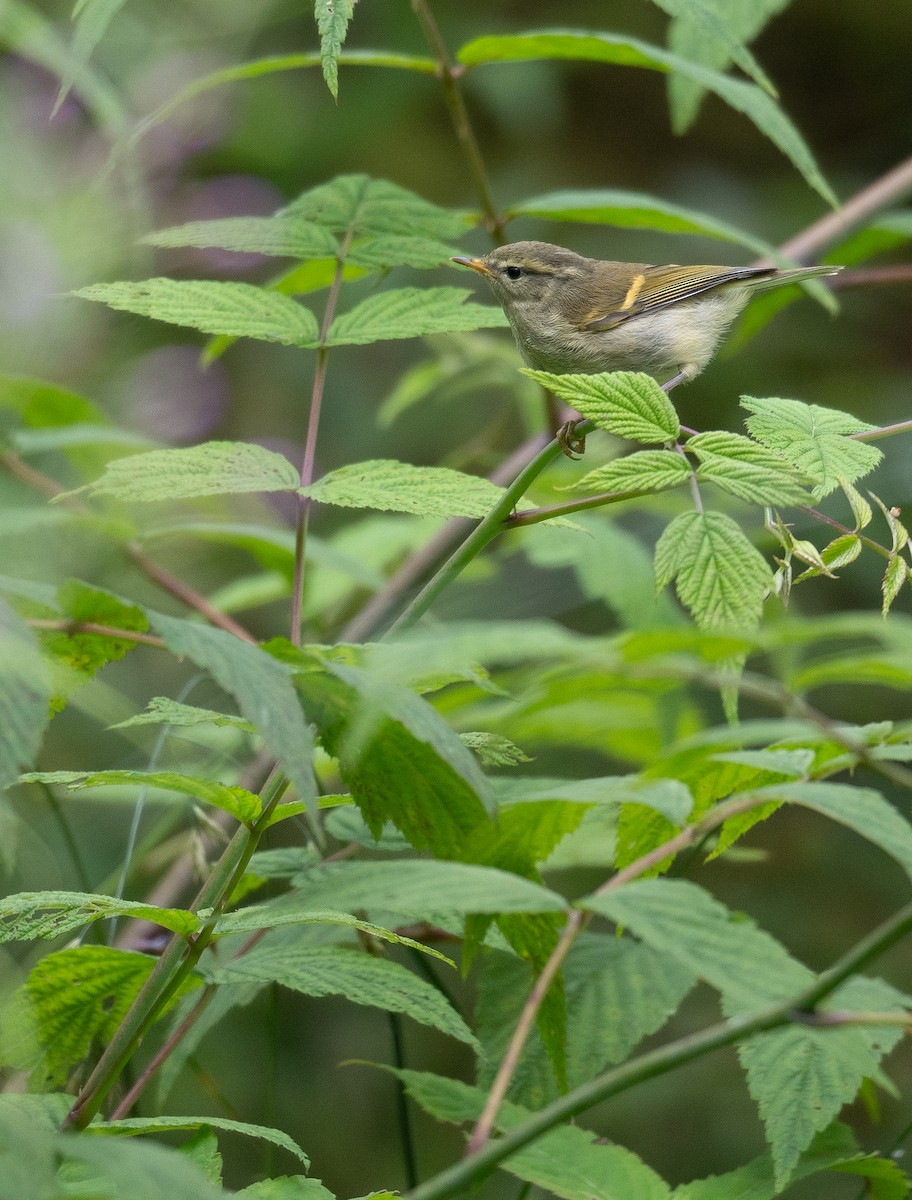 Buff-barred Warbler - Kevin Gong