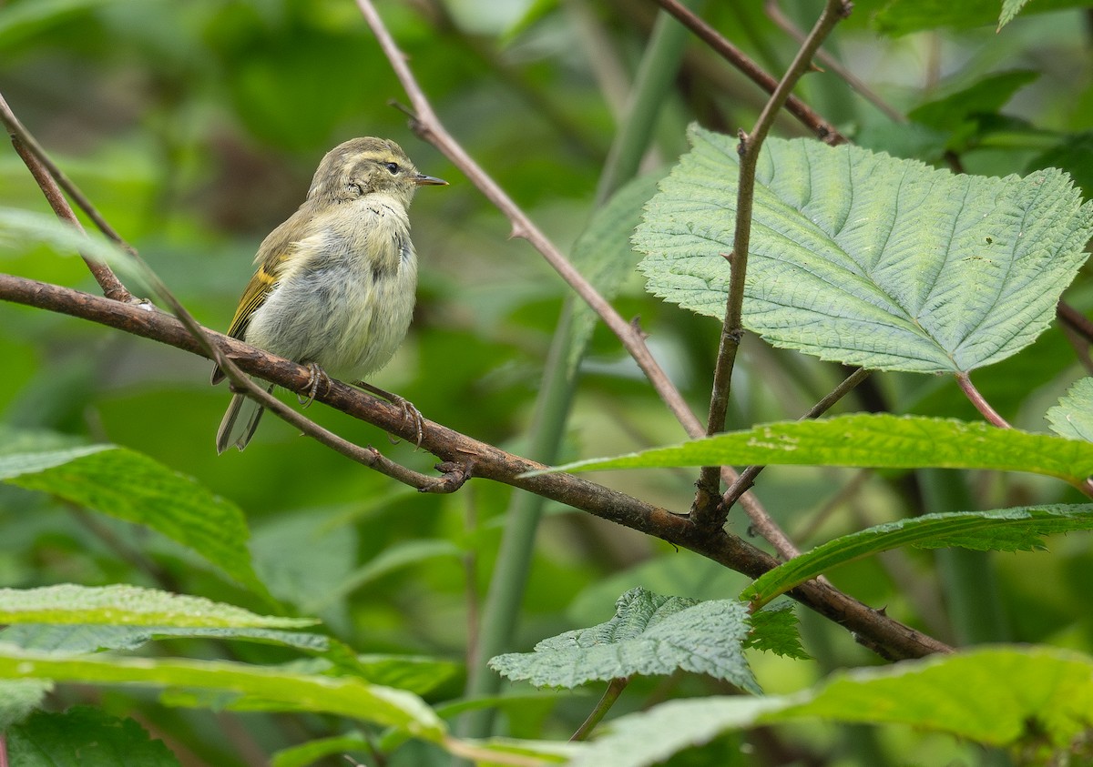 Buff-barred Warbler - Kevin Gong