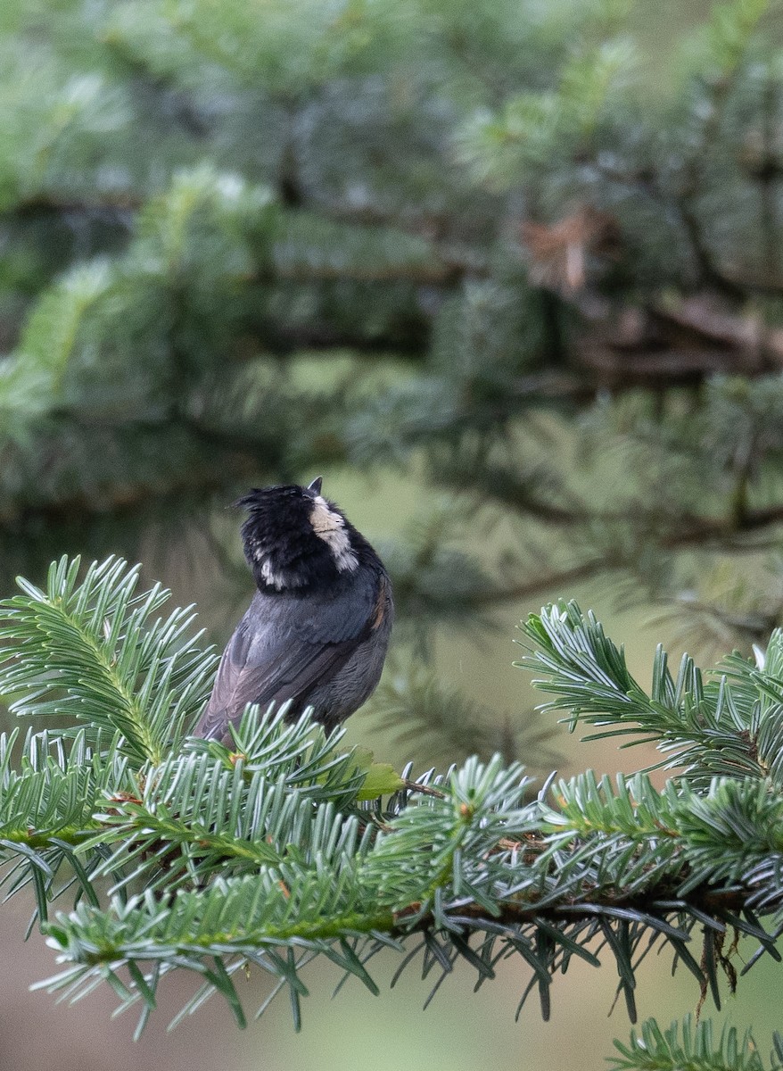 Rufous-vented Tit - ML624284001