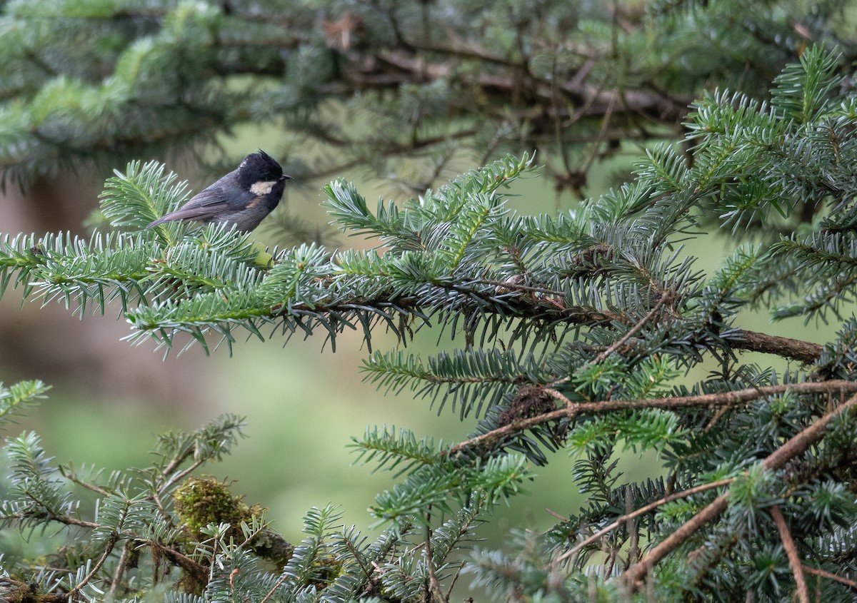 Rufous-vented Tit - ML624284002