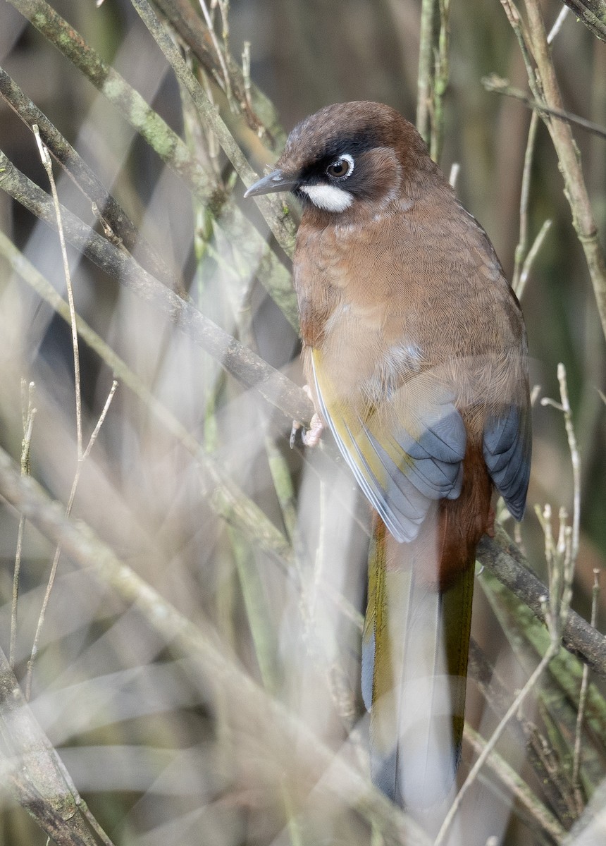 Black-faced Laughingthrush - ML624284080