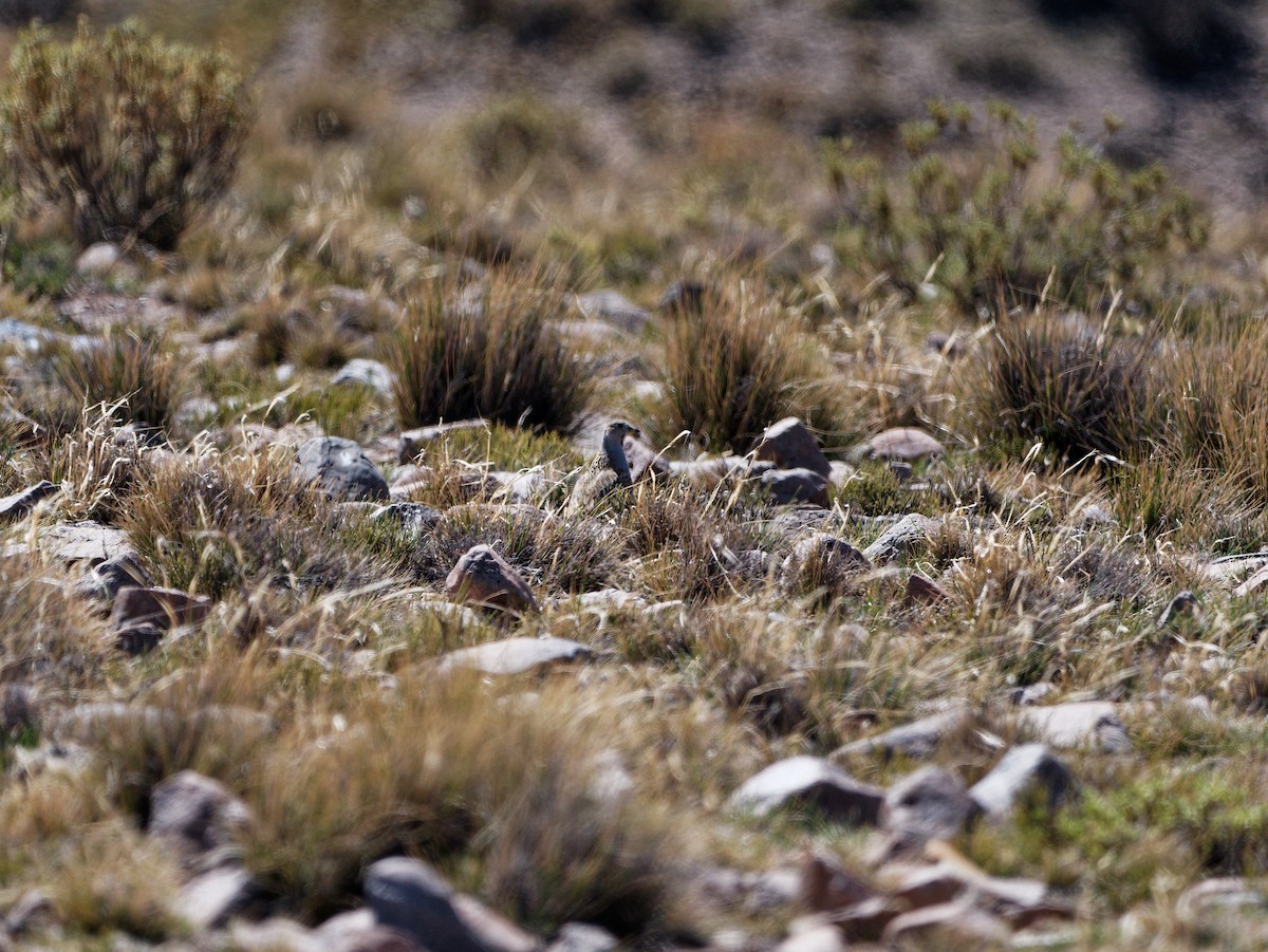 Gray-breasted Seedsnipe - ML624284186