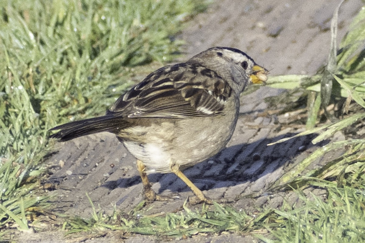 White-crowned Sparrow (Yellow-billed) - ML624284199