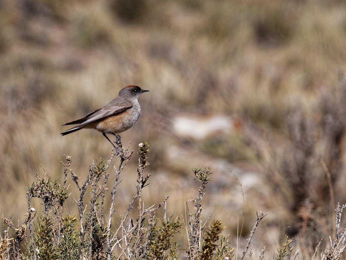 Cinnamon-bellied Ground-Tyrant - ML624284252