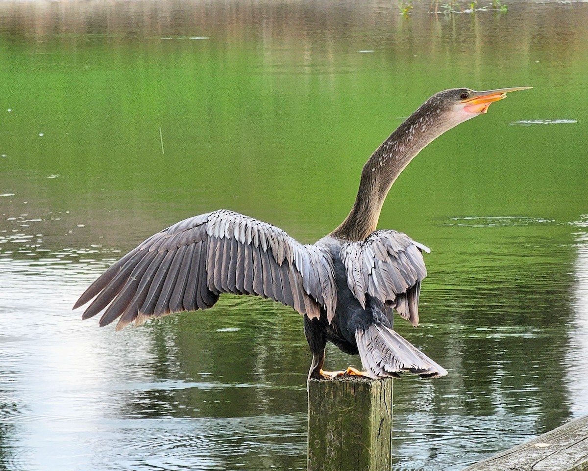 Anhinga - ML624284334