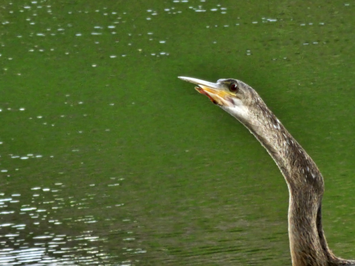 Anhinga - ML624284335