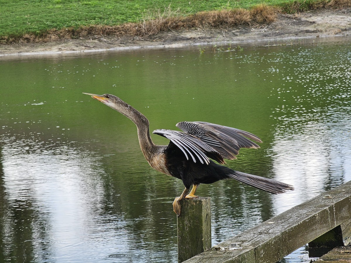 Anhinga - ML624284336