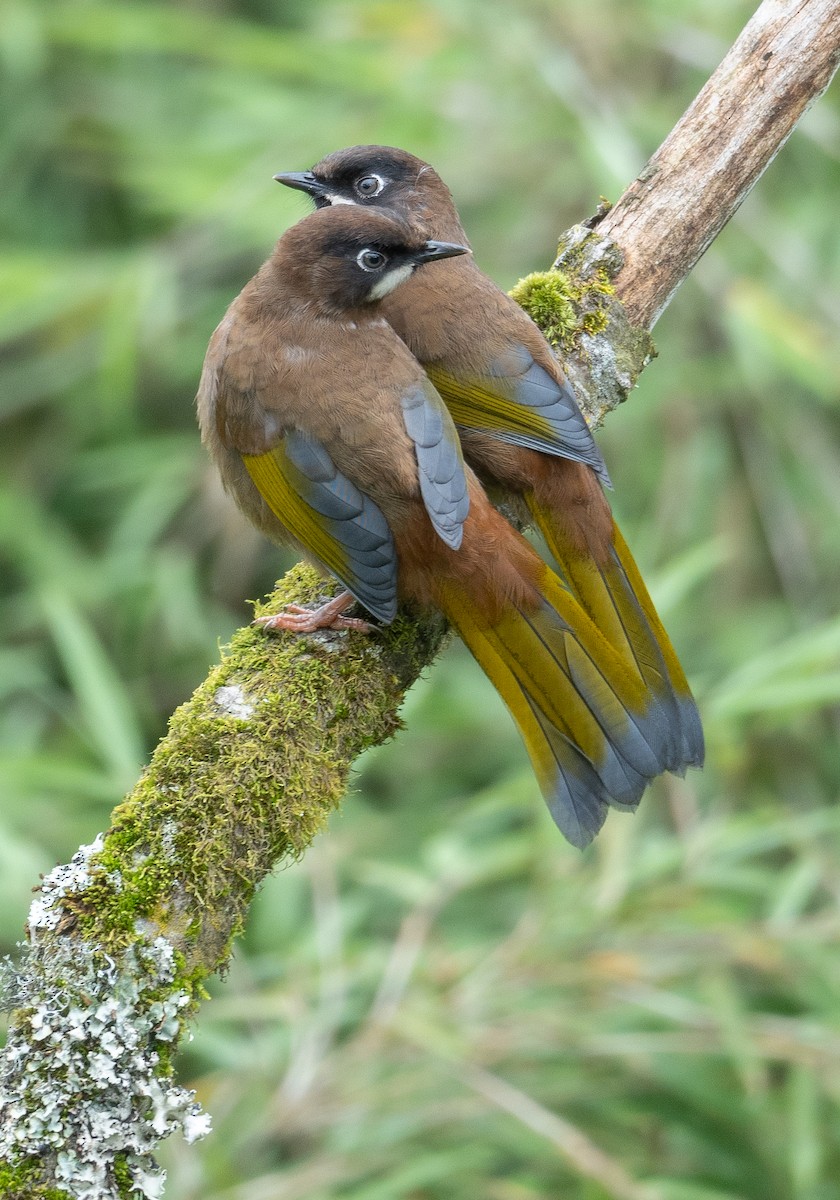 Black-faced Laughingthrush - ML624284342