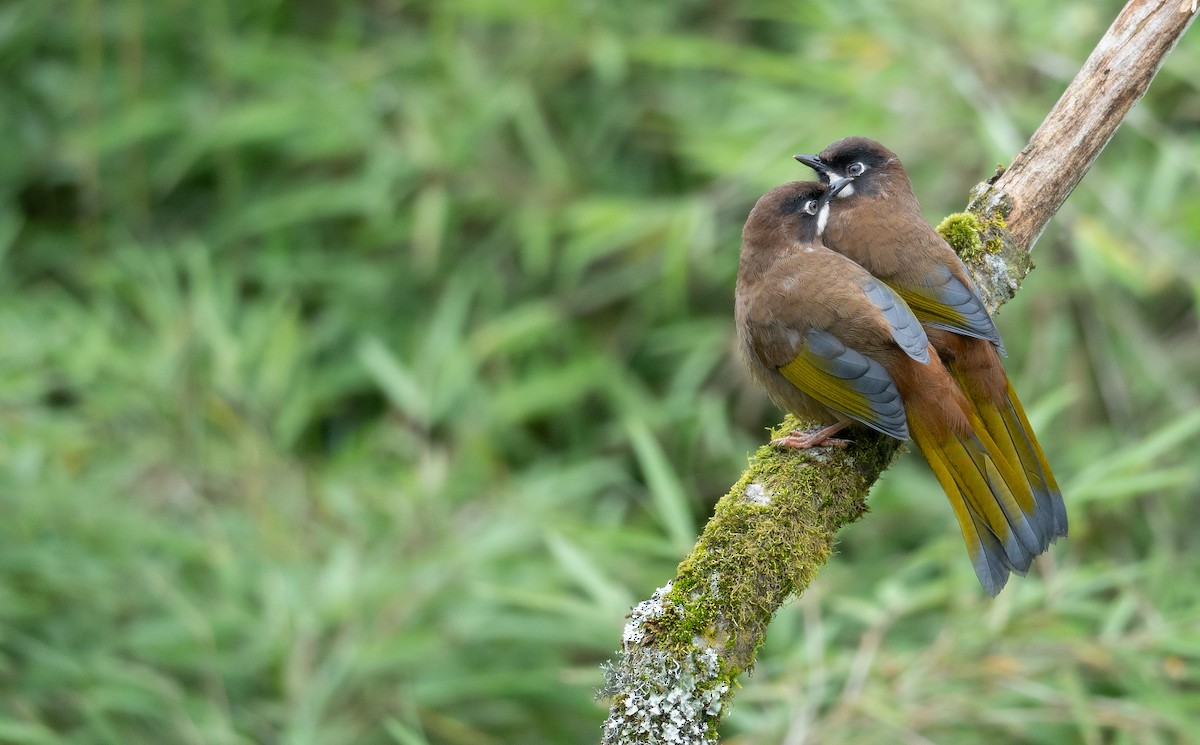 Black-faced Laughingthrush - ML624284344