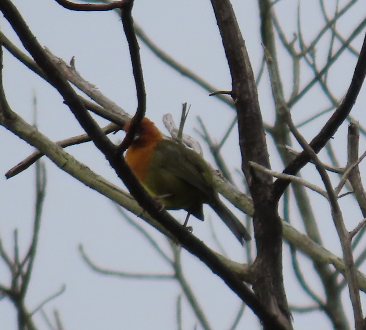 Ochre-breasted Brushfinch - ML624284556