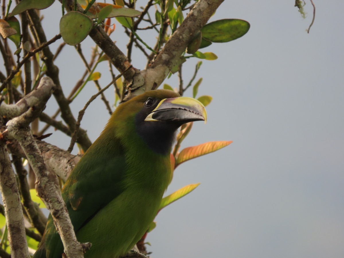 Northern Emerald-Toucanet - ML624284738