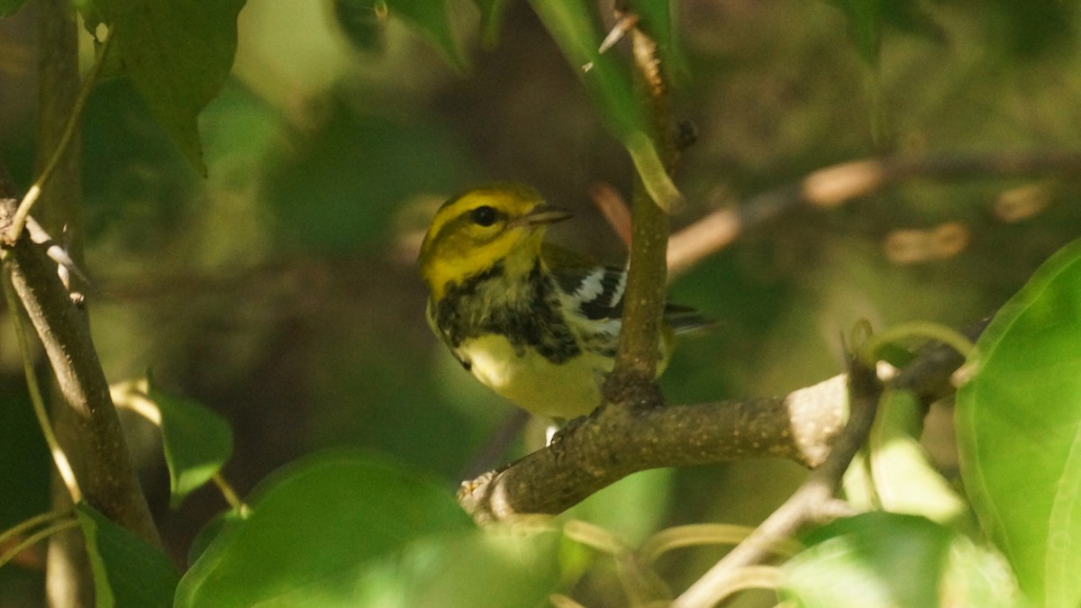 Black-throated Green Warbler - Bryan White