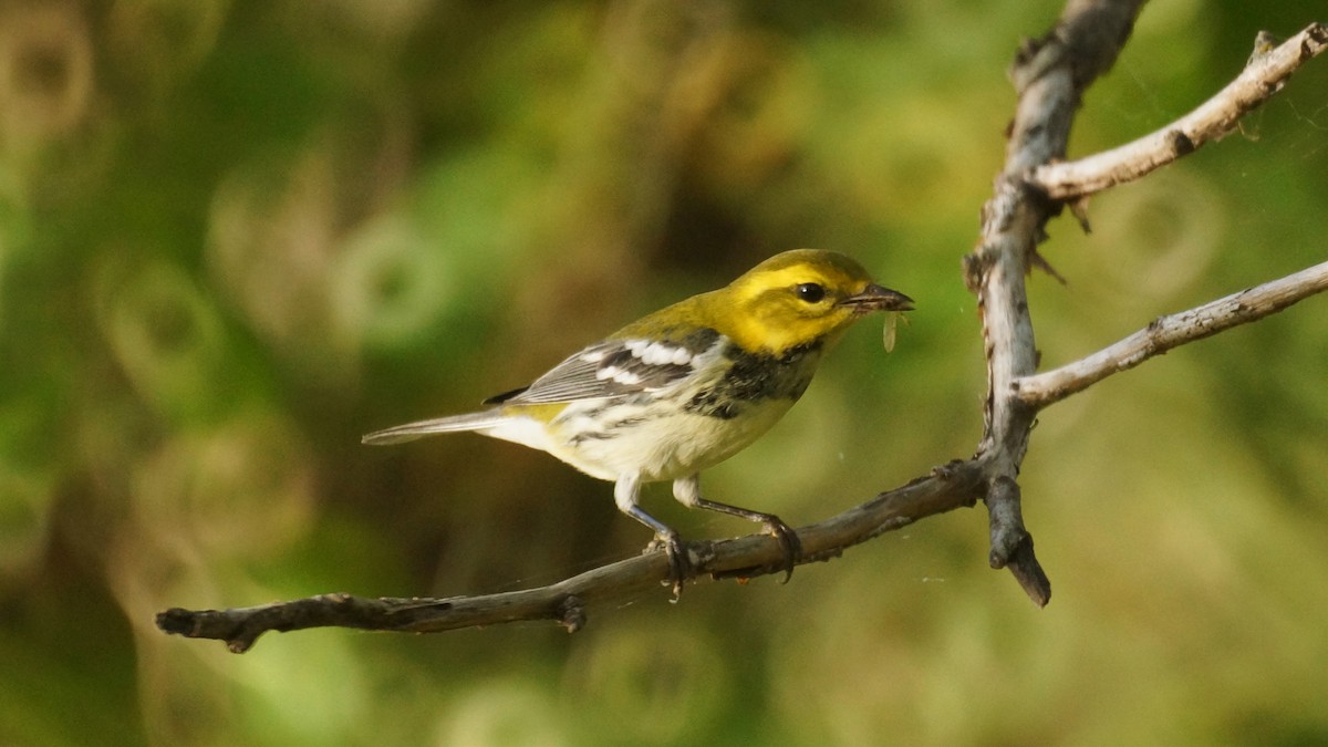 Black-throated Green Warbler - ML624284763