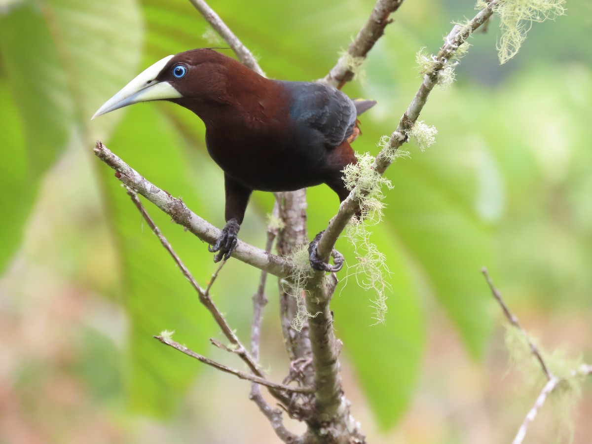 Chestnut-headed Oropendola - ML624284795