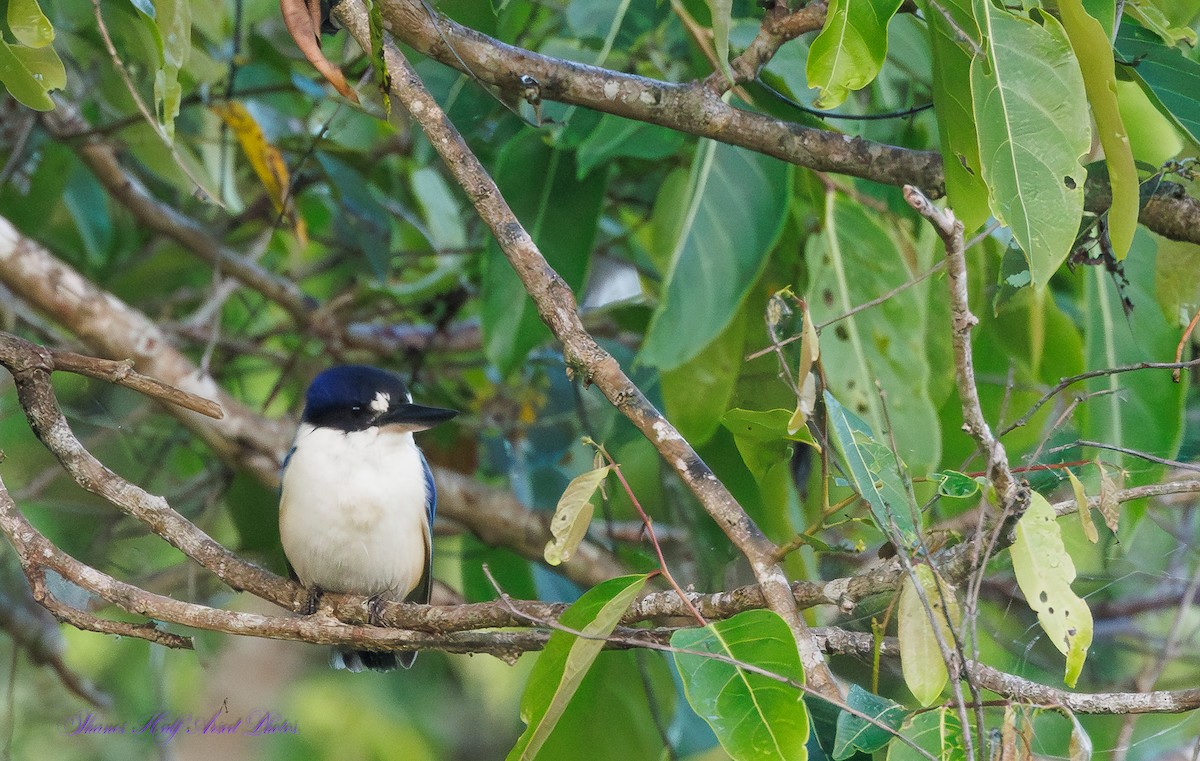 Forest Kingfisher - ML624284834