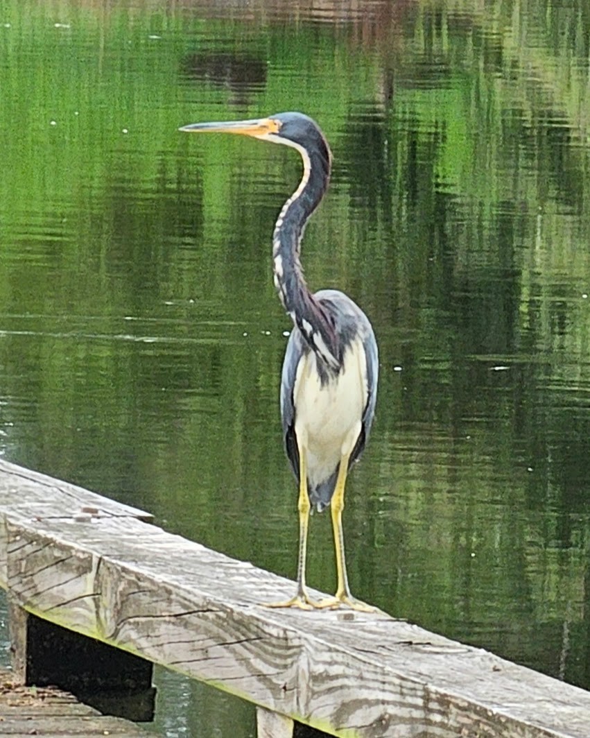 Tricolored Heron - ML624284837