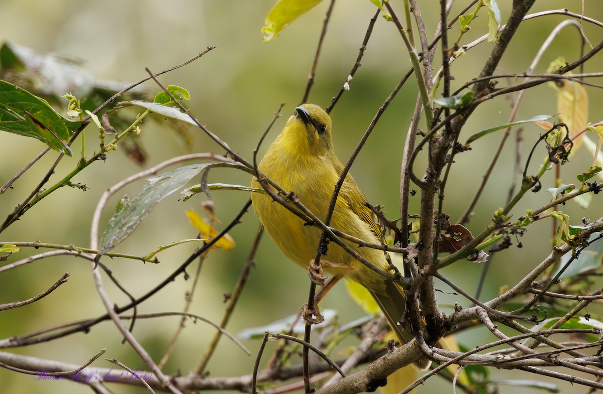 Yellow Honeyeater - ML624284885