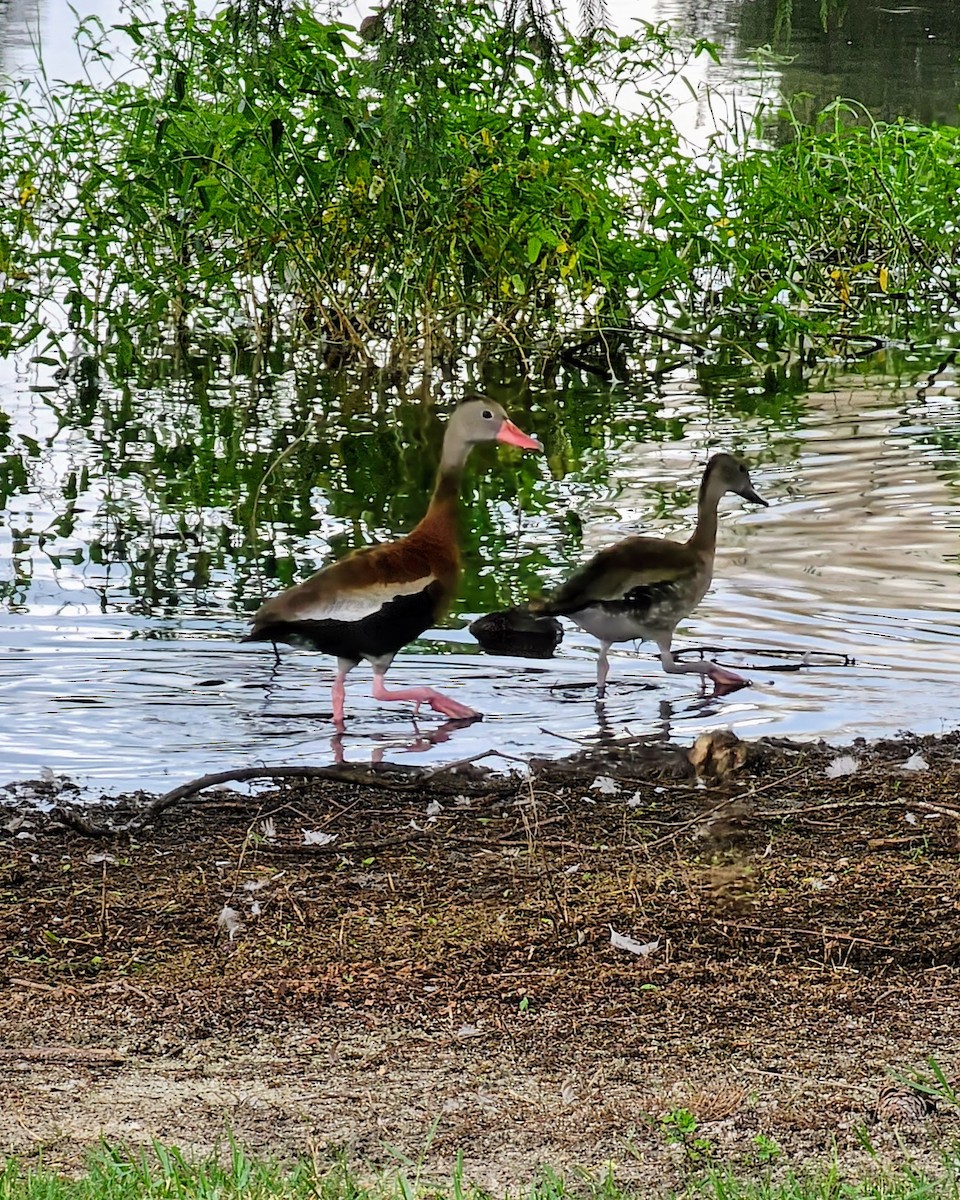 Black-bellied Whistling-Duck - ML624284904