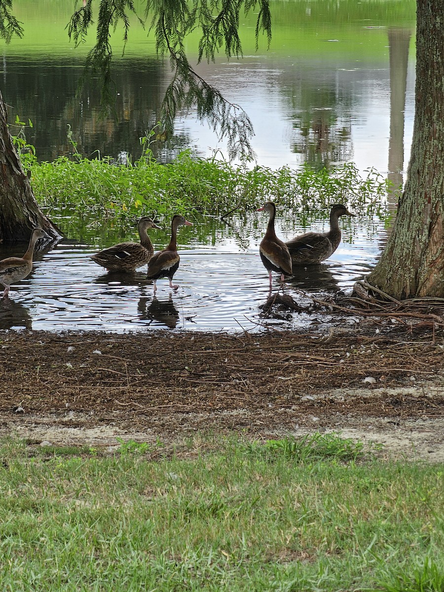 Black-bellied Whistling-Duck - ML624284905