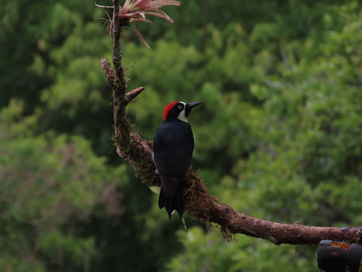 Acorn Woodpecker - ML624285030