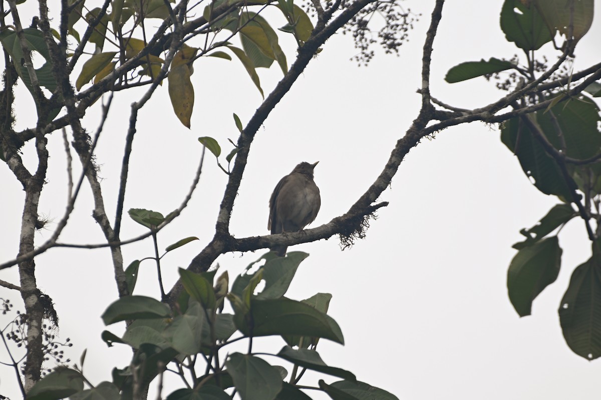 Ecuadorian Thrush - D T