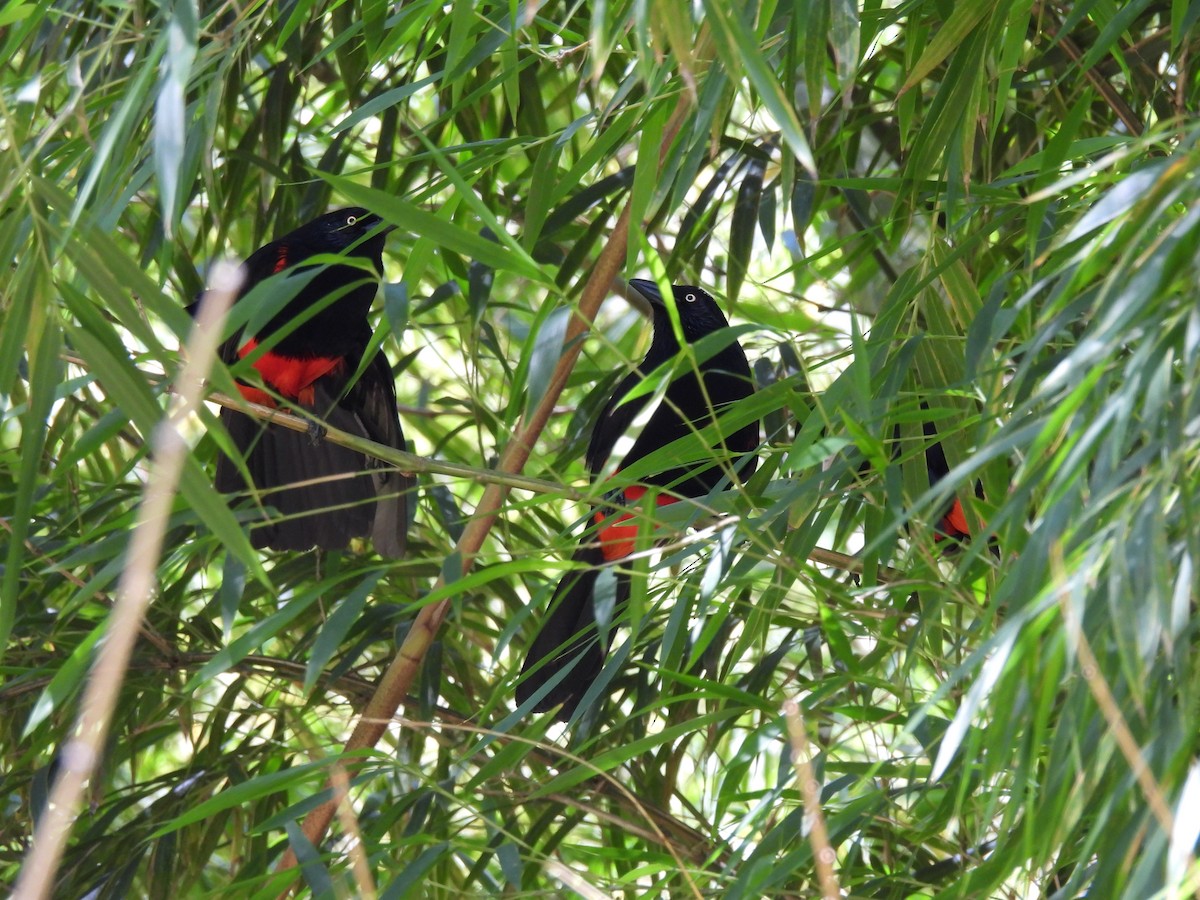 Red-bellied Grackle - ML624285056