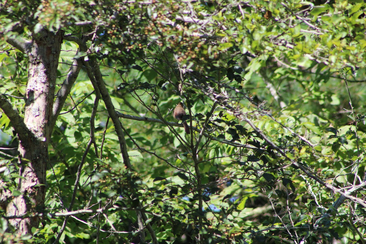 Northern Cardinal - ML624285101