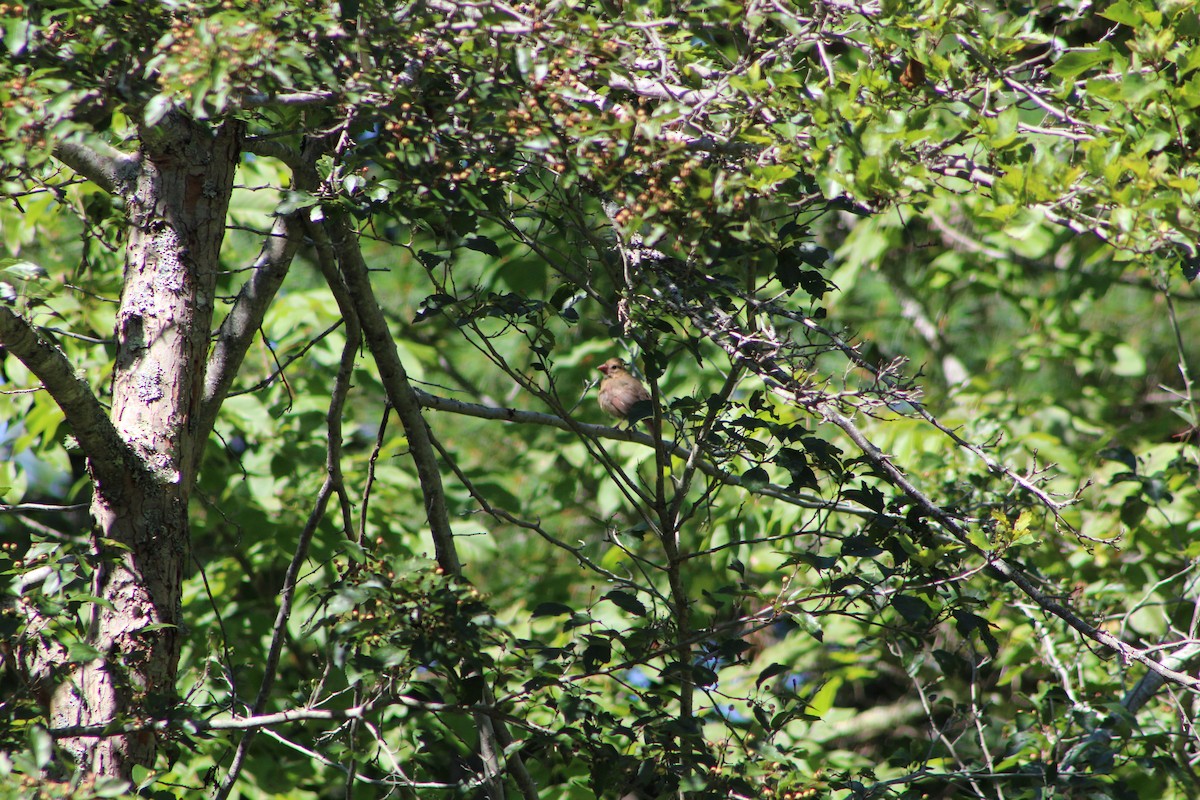 Northern Cardinal - ML624285103