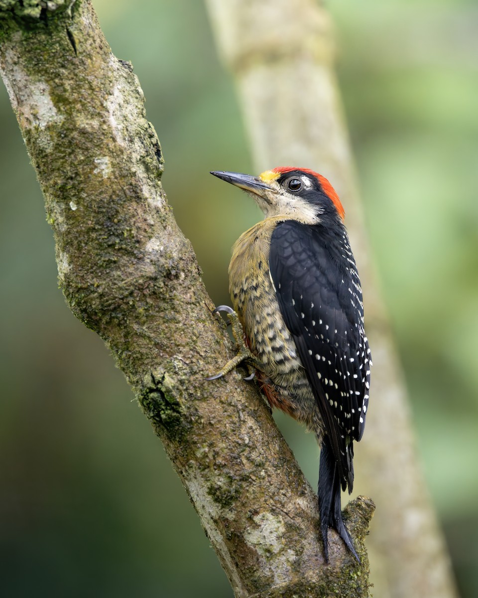 Black-cheeked Woodpecker - ML624285155