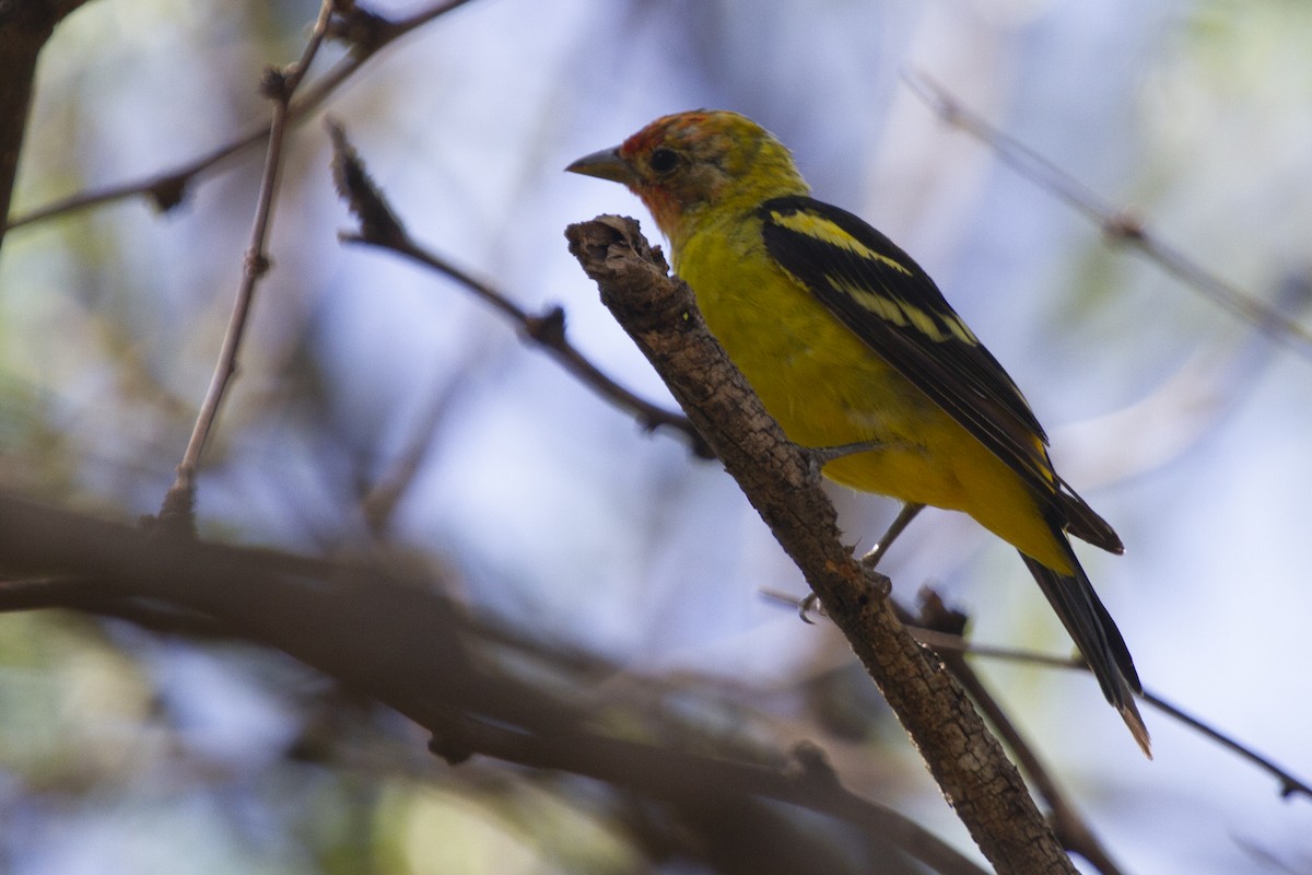 Western Tanager - ML624285210