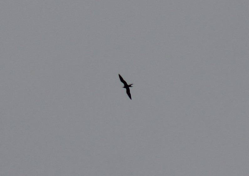 Magnificent Frigatebird - ML624285217