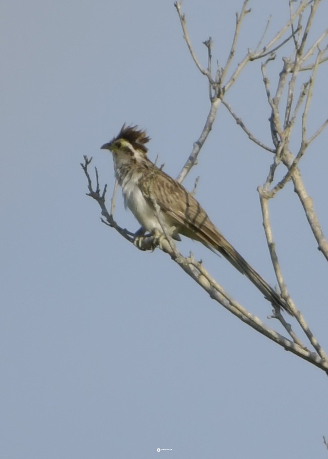 Striped Cuckoo - ML624285256