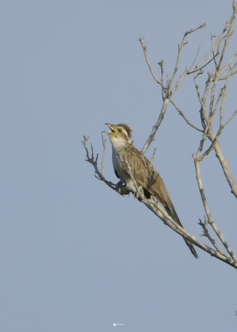 Striped Cuckoo - ML624285259