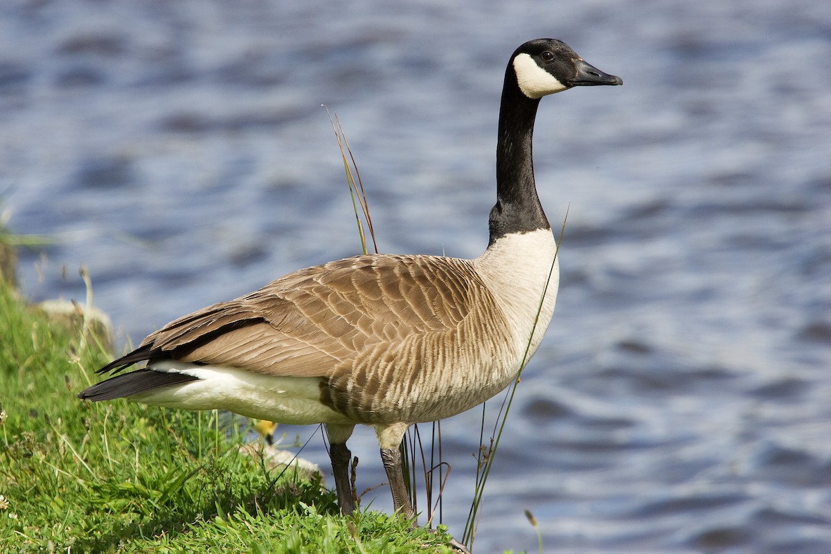 Canada Goose - ML624285338