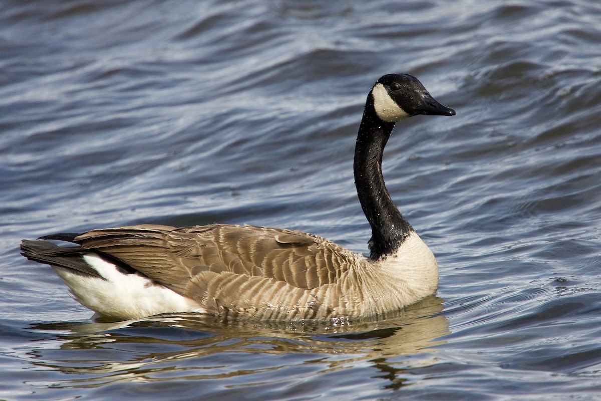 Canada Goose - ML624285339