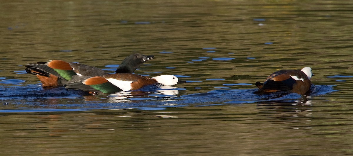 Paradise Shelduck - ML624285463